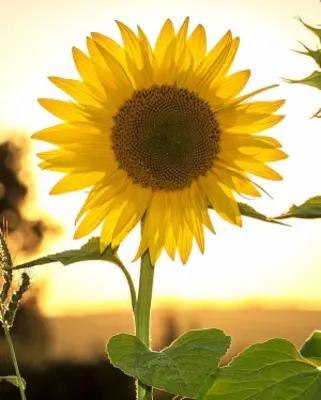 Jacqueline A. Shrader obituary, Westville, Westville