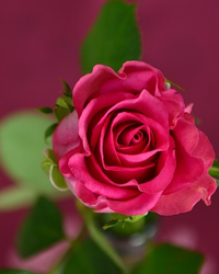 Dorothy (Dot) M. Barto (Rovenolt) obituary, Turbotville, Turbotville