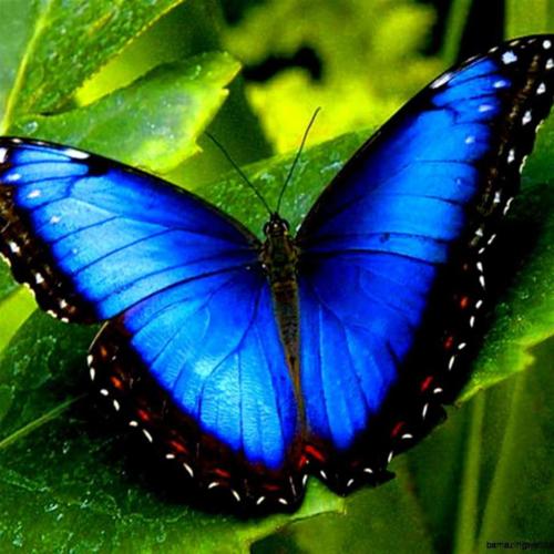 Zenaida Delos Santos