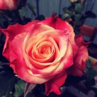 Cynthia Ann Shigley obituary, Visalia, Visalia