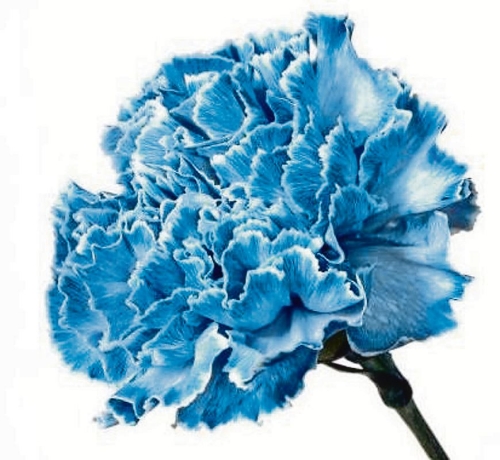 Denis Harrison obituary, , Blackpool