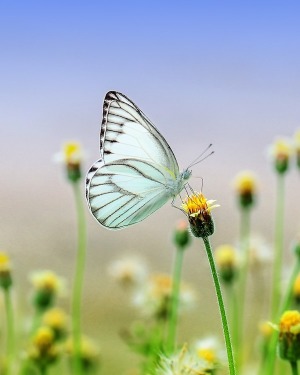 Leoda Derringer obituary, Butlerville, North Vernon, Louisville