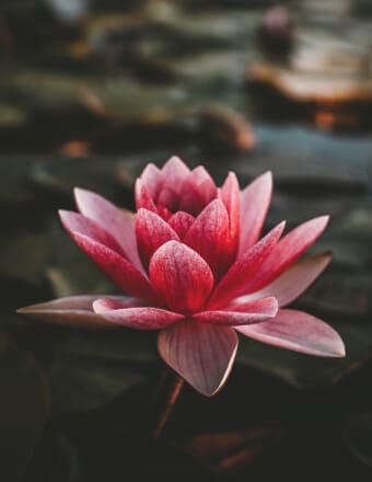 W. (Gary) Gary Nichols obituary, Owego, Owego