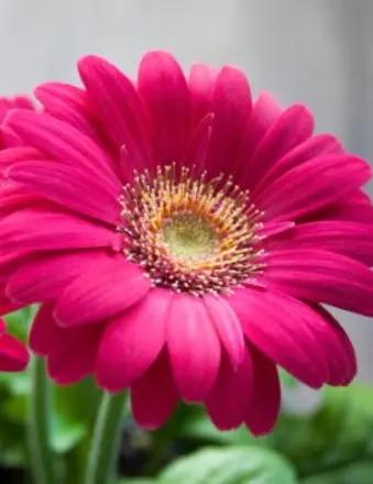 Lynne Brown obituary, Anderson, Anderson