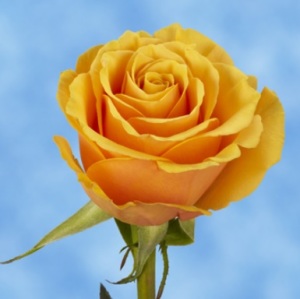 Maria Del Carmen Gonzalez Montoya