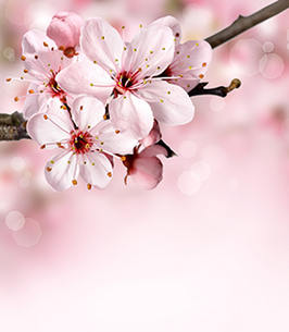 Beverly E. Kershaw (Earl) obituary, Derby, Derby