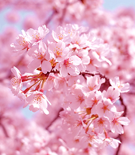 Rachel Berger obituary, Pompano Beach