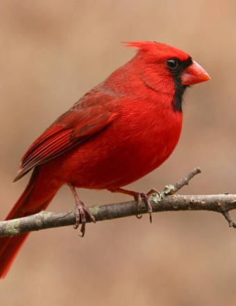 Margaret Lund obituary, Marinette