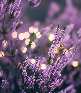 Sondra Weil obituary, Pompano Beach, Pompano Beach