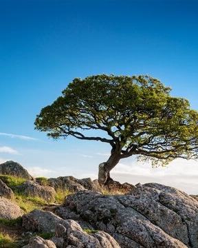 Stout Logan Powell obituary, Americus, Americus