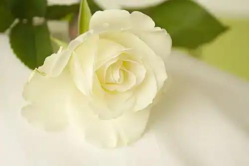 Madison Lee Simmons obituary, Duluth, Columbus