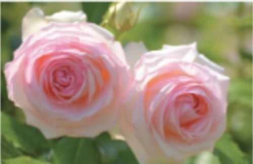 Danielle PINCHER obituary, , Wolverhampton