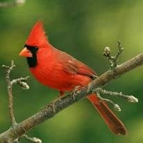 Brenice Manders Dispain obituary, Buford, Buford, Suwanee