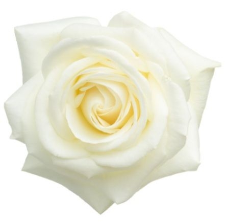 Patricia Mitchell obituary, , Scarborough