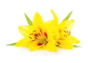 Lois Margaret PECK obituary, , Auckland