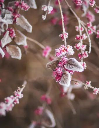 Roxanne Obie obituary, Arcata, Arcata