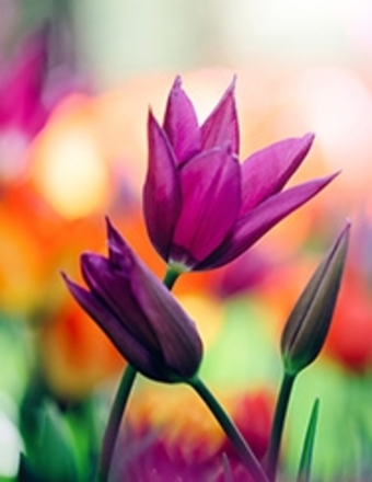 Ms. Ms. Sophie Dimopoullos obituary, Dallas