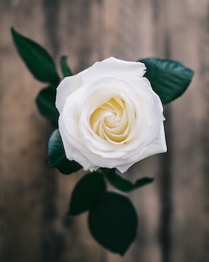 Josephine Lydic obituary, Northern Cambria, Northern Cambria