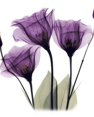 SUE GENA GARRETT LURIE obituary, Fort Worth, Fort Worth