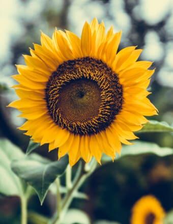 Michelle Renee Acuff obituary, Oroville, Oroville