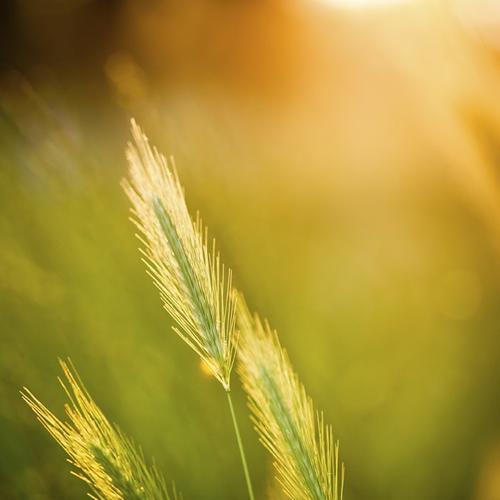 Berdie (Jo) Josephine Myers