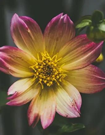 Lois Diane Hemmings obituary, Snellville, Snellville