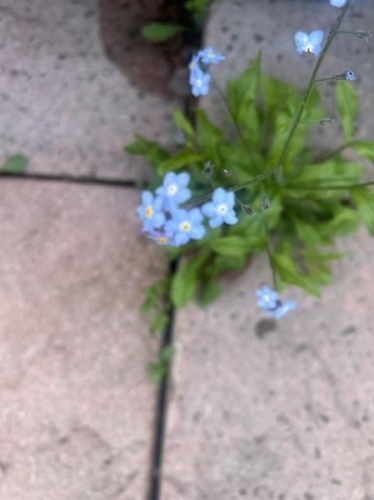 Irene Poultney obituary, , Wolverhampton