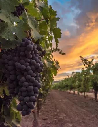 Robert (Rob) M. McDonald obituary, Wardensville, Capon Bridge