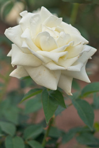 Dorothy Cushman (Skinner)