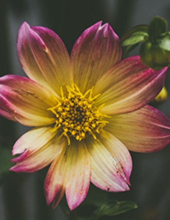 Fortunata (Deanne Ceravolo) Nadine Bender obituary, Canandaigua