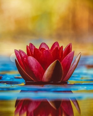 Anita Shevonne Brown obituary, Middletown, Dayton