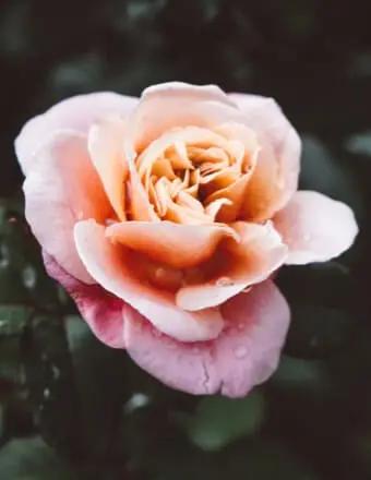 Jessica Anne Brown obituary, Battle Creek, Ida