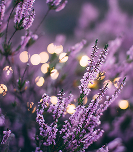 Stephanie Feis obituary, Pompano Beach, Pompano Beach