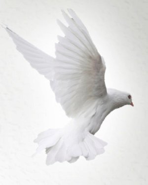 John Gray obituary, Tuscaloosa, Tuscaloosa