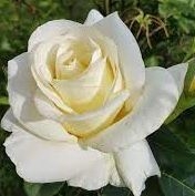 Sylvia Crooks obituary, , Sheffield