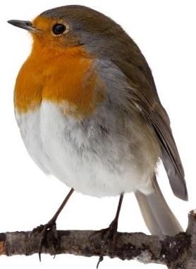 Jim McGIBBON obituary, , Falkirk