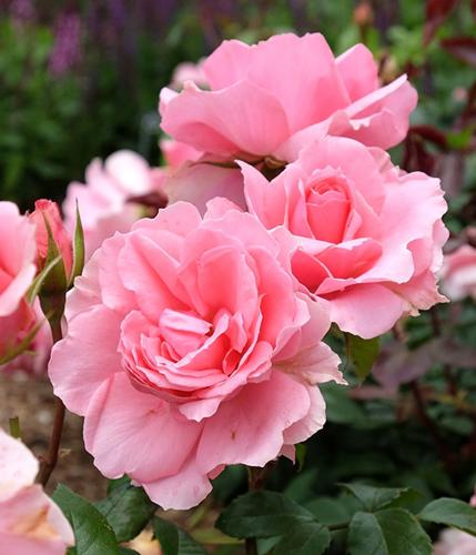 Beverly Deloris Mitchell Howard