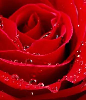 Mary Louise Pettit obituary, Lancaster, Lancaster