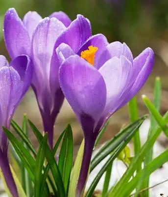 Leonor Cabrera obituary, Visalia, Farmersville