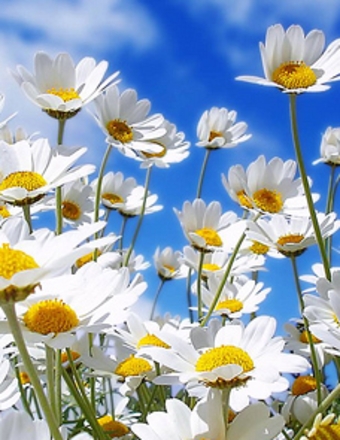 Lanetta Bright obituary, Chicago, Chicago