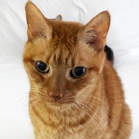 Milo Seidel obituary, Crawfordville, Crawfordville