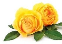 Anne CROMBIE obituary, , Fife