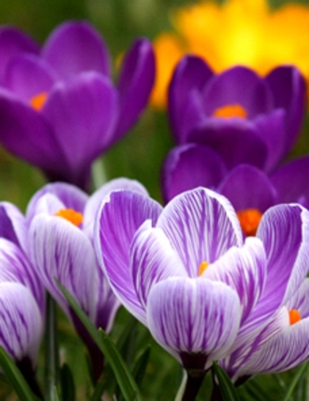 Ericka J. Menor obituary, San Diego