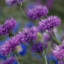 Constance (Connie) Freese obituary, Corvallis, Corvallis