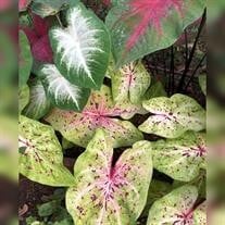 Kimberly Sue Fernald obituary, Grand Prairie, Grand Prairie