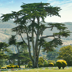 Pan Yu obituary, Colma, Colma