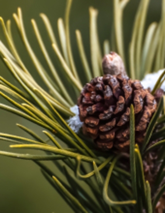 Dennis W. Smith obituary, Altoona