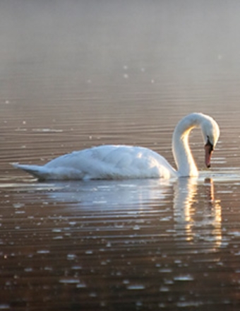 Mary Sue Coble obituary, Burlington