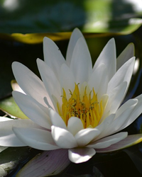 Horace Culbreth obituary, Landrum, Landrum