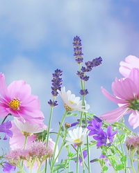 Lois Elouise Adkison obituary, Pensacola, Mary Esther